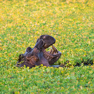 South Luangwa - Hippo in nile cabbage
